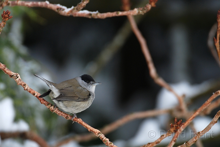 Blackcap male - C.jpg - Blackcap, male in the snow - Gloucestershire